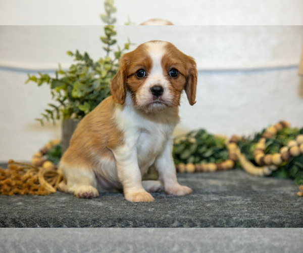 Medium Photo #18 Cavalier King Charles Spaniel Puppy For Sale in GOSHEN, IN, USA