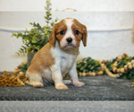 Small Photo #18 Cavalier King Charles Spaniel Puppy For Sale in GOSHEN, IN, USA