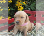 Puppy 6 Golden Retriever