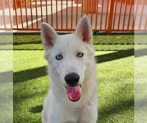 Huskies -Unknown Mix Dogs for adoption in Las Vegas, NV, USA