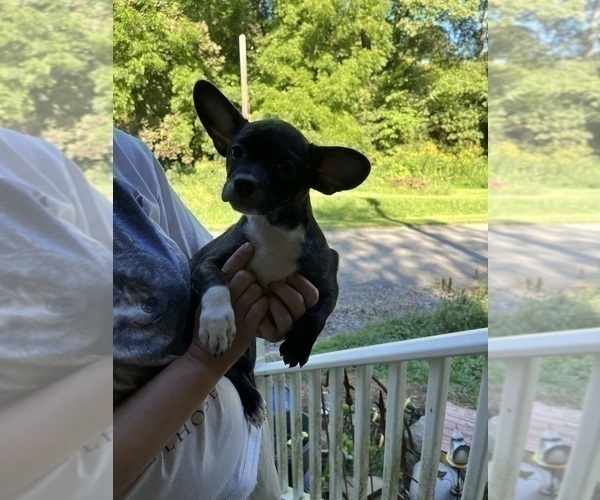 Medium Photo #20 French Bullhuahua Puppy For Sale in SPRAGGS, PA, USA