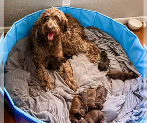Mother of the Labradoodle puppies born on 08/27/2023