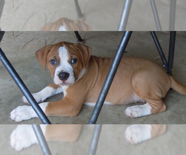 Medium Photo #3 American Bulldog Puppy For Sale in OPELIKA, AL, USA