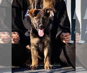 German Shepherd Dog Puppy for sale in AURORA, IL, USA