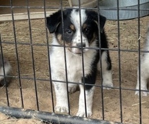 Australian Shepherd Puppy for sale in SAN ANTONIO, TX, USA