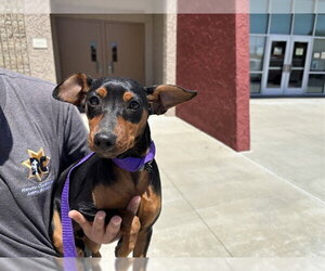 Miniature Pinscher Dogs for adoption in Rancho Cucamonga, CA, USA