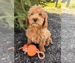 Small Photo #3 Cockapoo Puppy For Sale in MIDDLEBURY, IN, USA