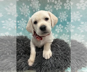 Labrador Retriever Puppy for sale in KIRKWOOD, IL, USA