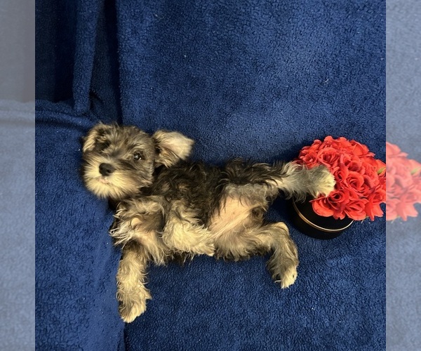 Medium Photo #47 Schnauzer (Miniature) Puppy For Sale in BRIDGETON, NJ, USA