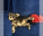 Small #46 Schnauzer (Miniature)