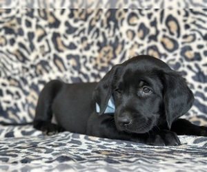 Golden Labrador Puppy for sale in LANCASTER, PA, USA