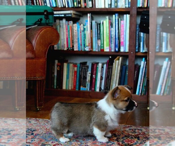 Medium Photo #3 Pembroke Welsh Corgi Puppy For Sale in FAIR GROVE, MO, USA