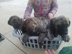 Small Photo #4 Mastiff Puppy For Sale in CUTLER, IN, USA