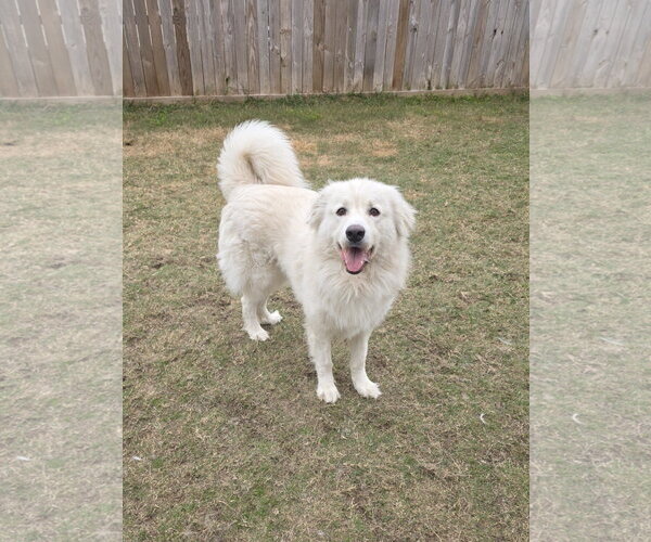 Medium Photo #25 Chow Chow-Great Pyrenees Mix Puppy For Sale in Houston, TX, USA