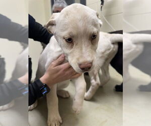 Labsky Dog for Adoption in Lee's Summit, Missouri USA