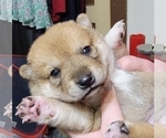 Small Photo #13 Shiba Inu Puppy For Sale in MANITO, IL, USA