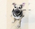 Small #21 Labrador Retriever Mix