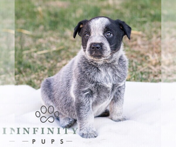 Medium Photo #3 Australian Cattle Dog Puppy For Sale in CHAMBERSBURG, PA, USA