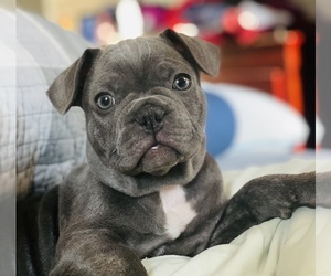 French Bulldog Puppy for sale in WINCHESTER, KY, USA