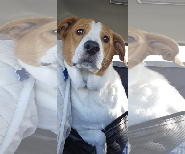 Medium Photo #1 Collie-Unknown Mix Puppy For Sale in Landenberg, PA, USA