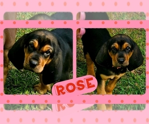 Bloodhound Puppy for sale in TOCCOA, GA, USA