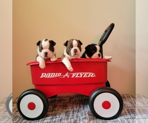 Boston Terrier Puppy for sale in BRYANT, AR, USA