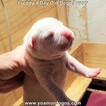 Small Photo #188 Dogo Argentino Puppy For Sale in PINEVILLE, MO, USA