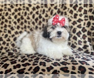 Zuchon Puppy for sale in LAKELAND, FL, USA