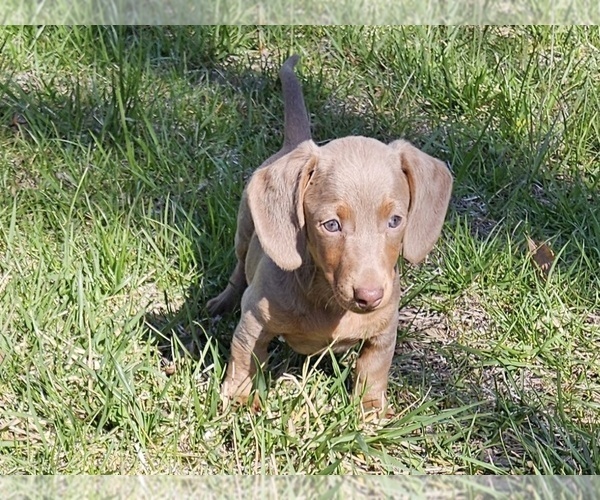 Medium Photo #6 Dachshund Puppy For Sale in CLARK, MO, USA