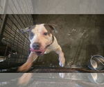 Small American Bulldog Mix