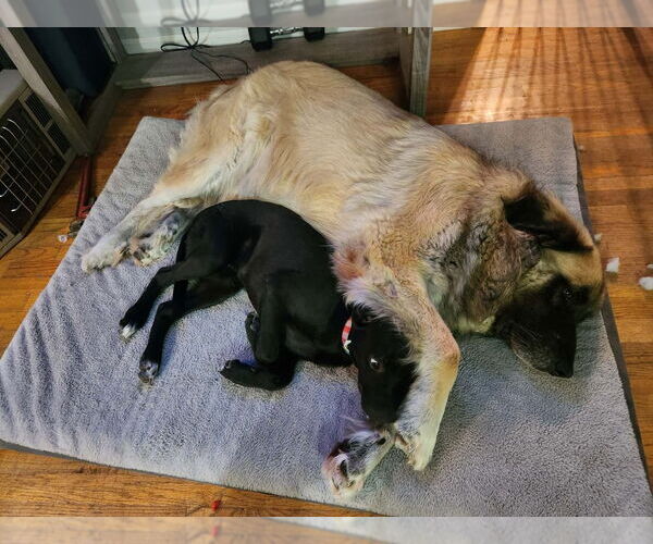 Medium Photo #2 Great Dane Puppy For Sale in Bullard, TX, USA