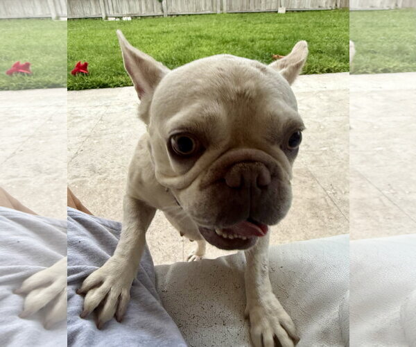 Medium Photo #12 French Bulldog Puppy For Sale in Boca Raton, FL, USA