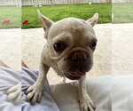 Small #11 French Bulldog