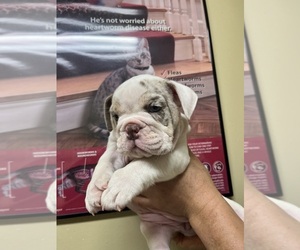 English Bulldog Puppy for Sale in CLEVELAND, North Carolina USA