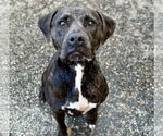 Small #2 Labrador Retriever-Plott Hound Mix