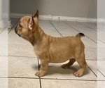 Small #5 French Bulldog