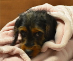 Small Photo #3 Poogle Puppy For Sale in PATERSON, NJ, USA