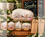 Sencha - Female Bernedoodle mix (+ Poodle Standard) Puppy for Sale - Photo #3