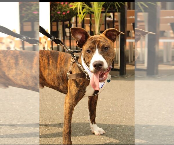 Medium Photo #4 American Pit Bull Terrier-Mountain Cur Mix Puppy For Sale in Oakhurst, NJ, USA