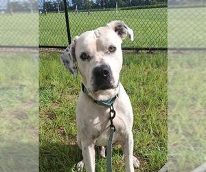 SMOKIE JOE - Male American Bulldog Dog for Adoption - Photo #2