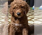Puppy 1 Goldendoodle