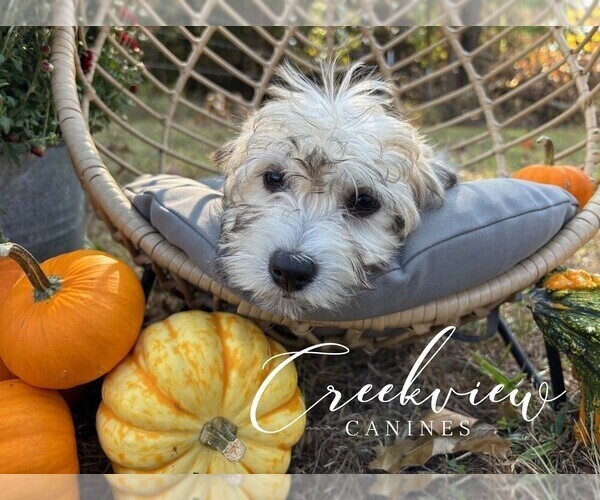 Medium Photo #32 Havachon Puppy For Sale in NIANGUA, MO, USA