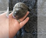 Small #1 Cane Corso