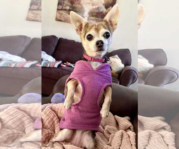 Medium Photo #16 Chihuahua-Unknown Mix Puppy For Sale in Boonton, NJ, USA