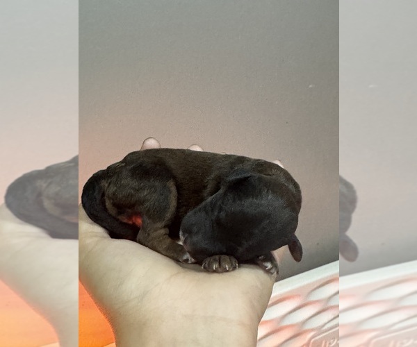 Medium Photo #6 Poodle (Standard) Puppy For Sale in LONGMONT, CO, USA