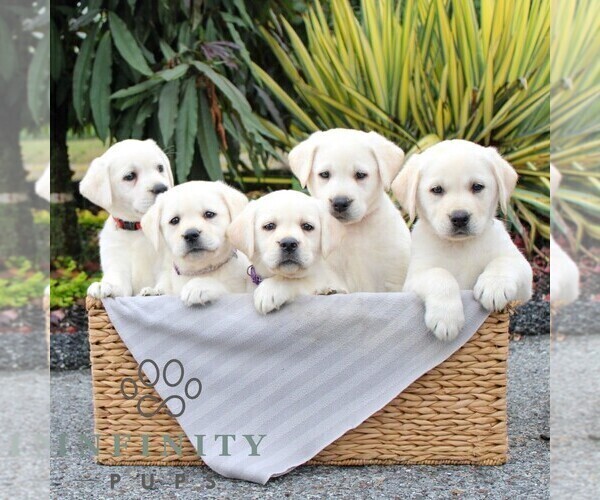 Medium Photo #2 Labrador Retriever Puppy For Sale in GORDONVILLE, PA, USA