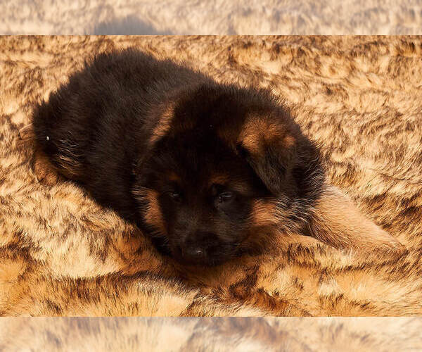 Medium Photo #26 German Shepherd Dog Puppy For Sale in ALICE, TX, USA
