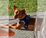 Small #3 Chiweenie