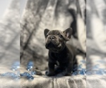 Small Photo #9 French Bulldog Puppy For Sale in CLIFTON, NJ, USA