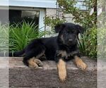Small German Shepherd Dog